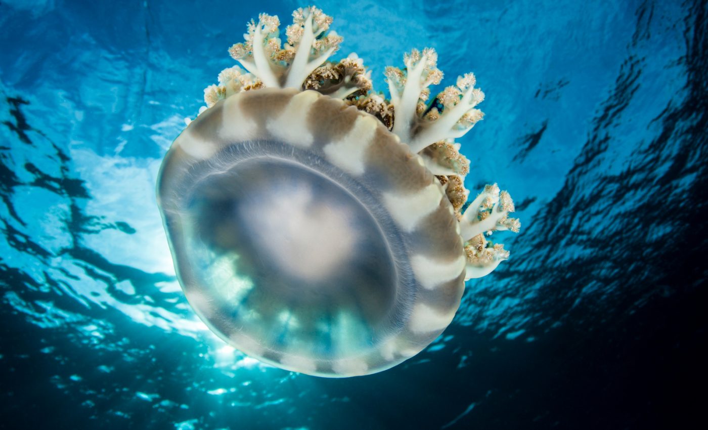 Jellyfish kill more people than sharks due to their evolved toxin genes