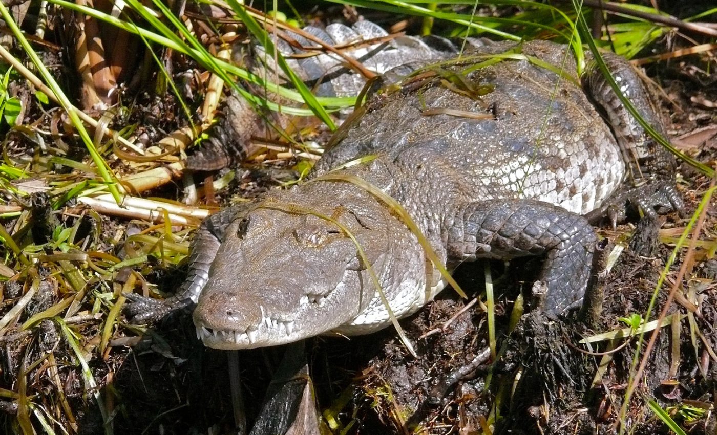 Turning back time: The recovery of the American crocodile