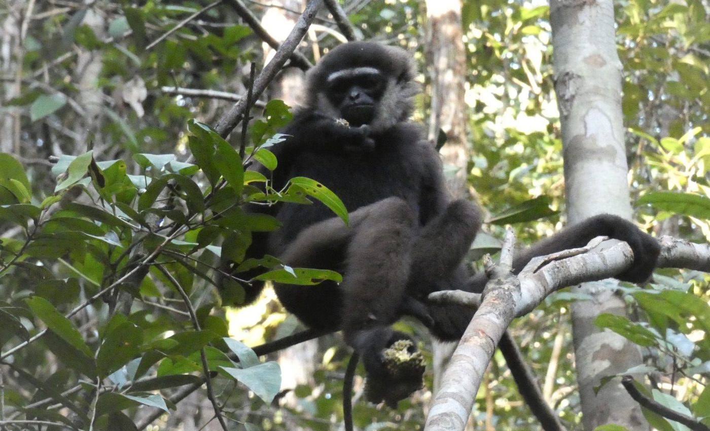 Wild gibbons are severely threatened by habitat loss