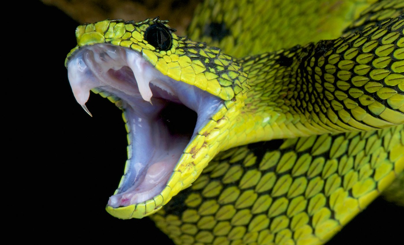 Patch modeled after a snake’s fang could deliver drugs and vaccines