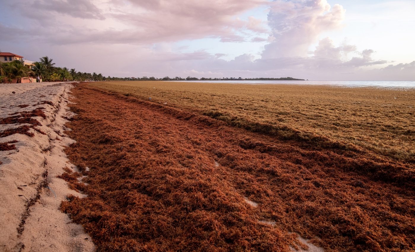 Seaweed infestation is clustering on beaches and costing millions in clean-up