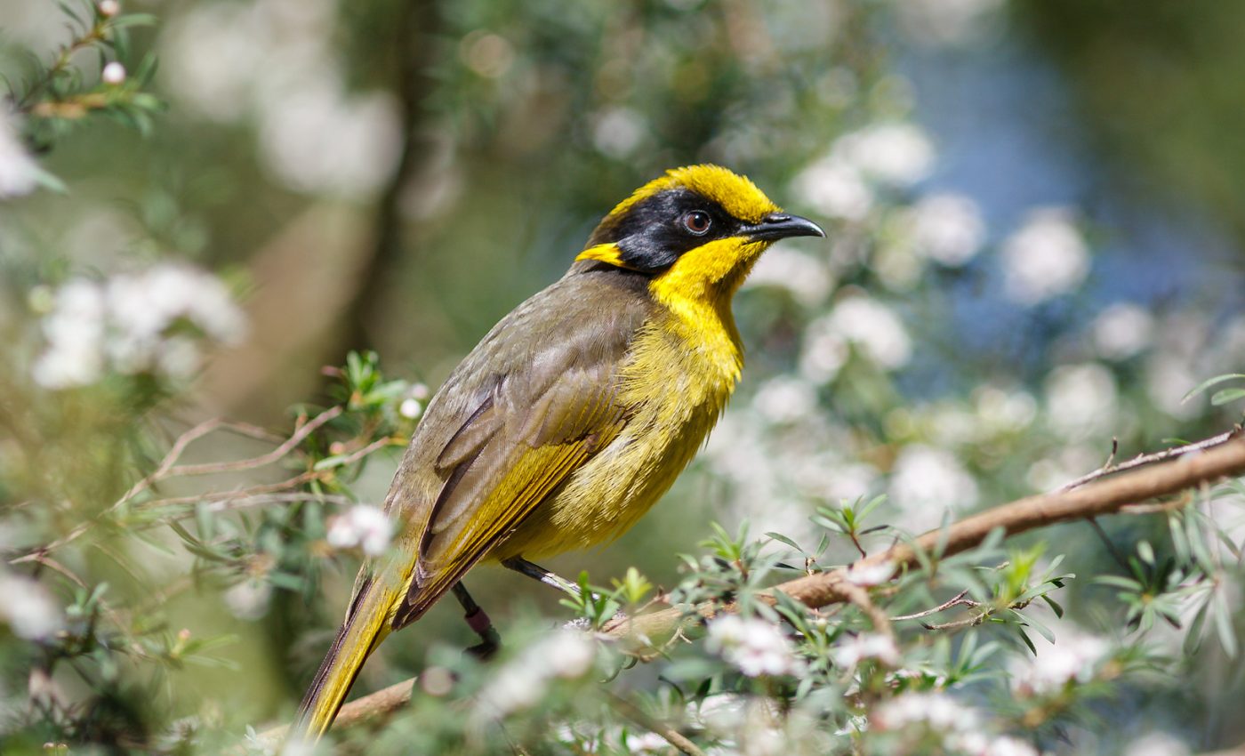 30 years of conservation efforts may finally save the helmeted honeyeater
