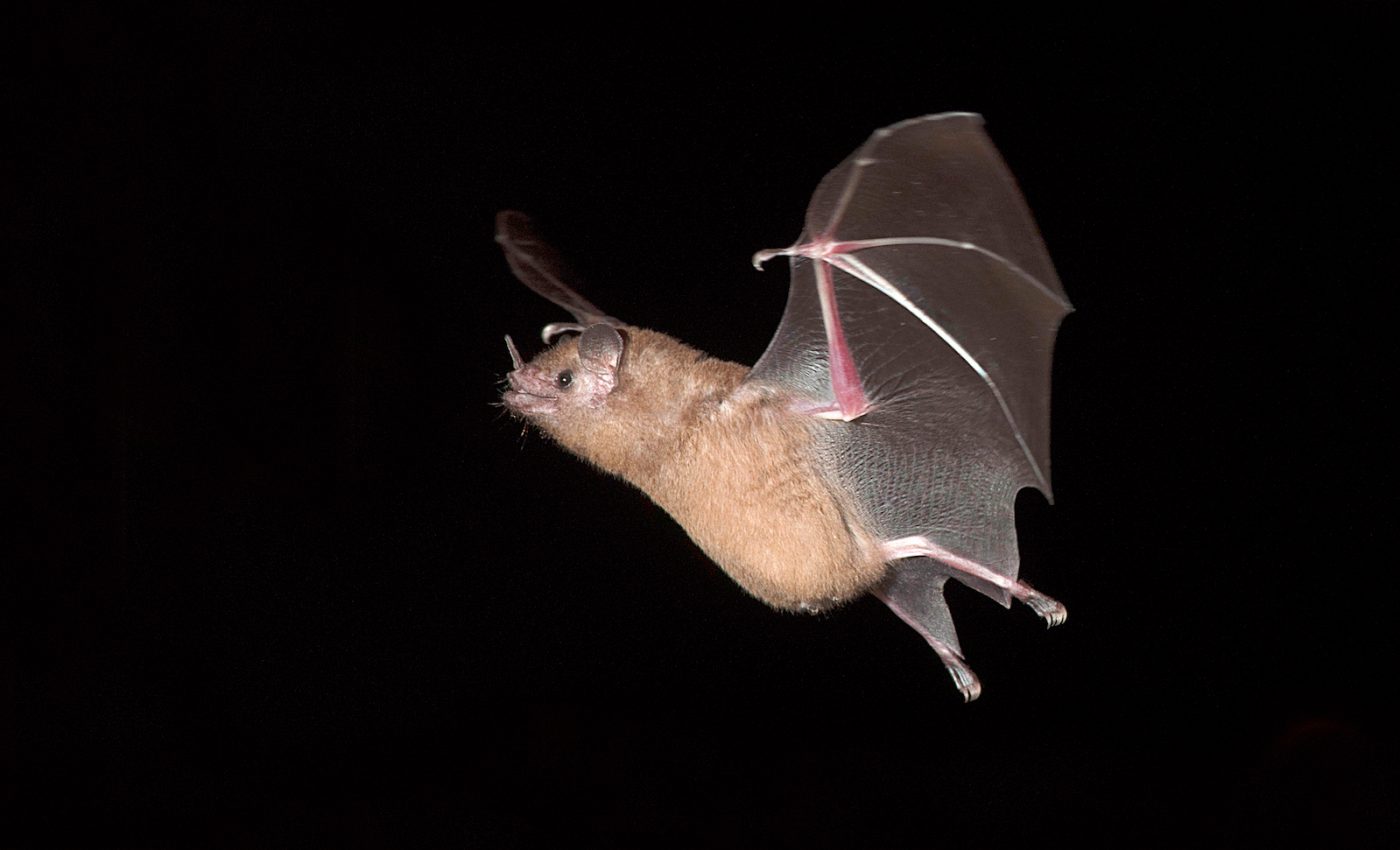 Leaves help bats use echolocation to find prey