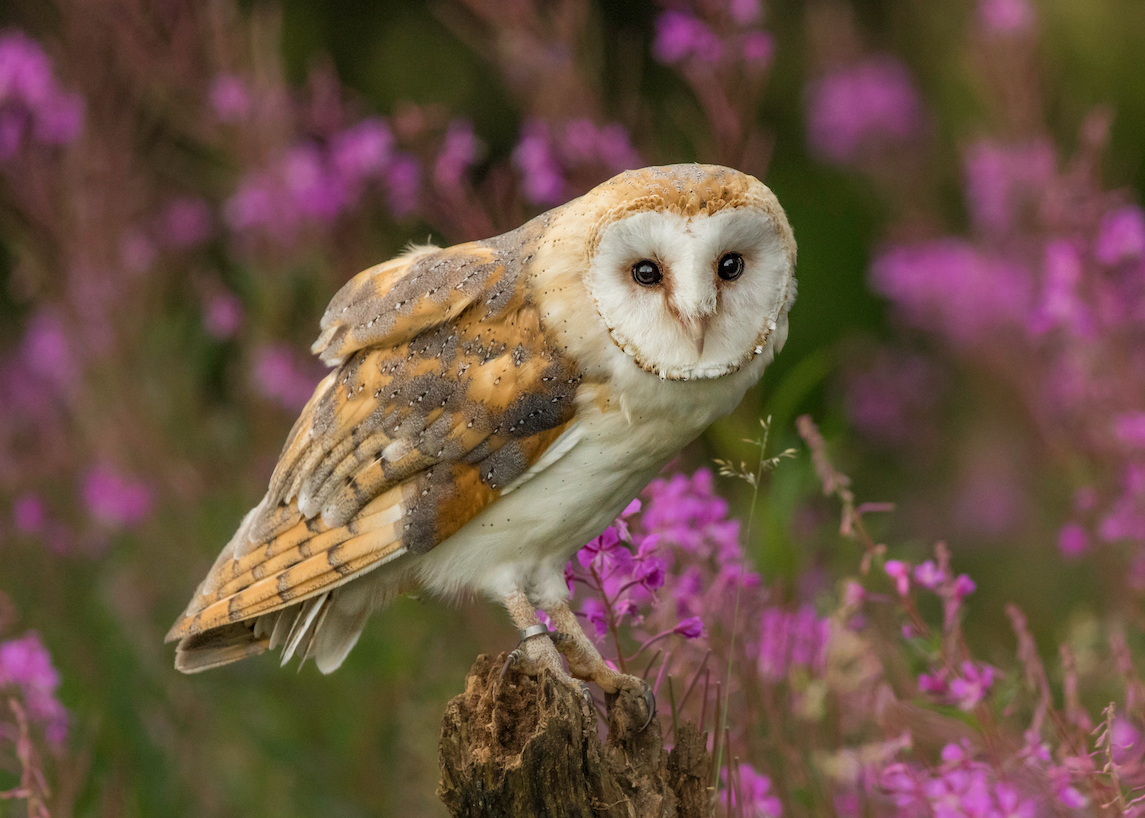 Barn owls could help improve navigational devices