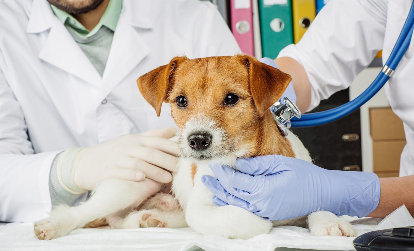 Canine cancer dating back thousands of years spread across the oceans