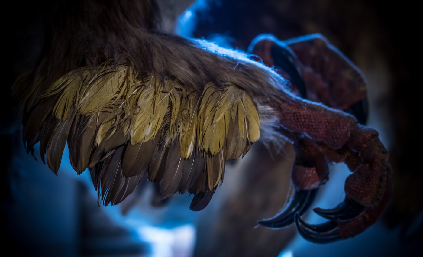 Complex feathers used for flight may have first evolved for sexual display