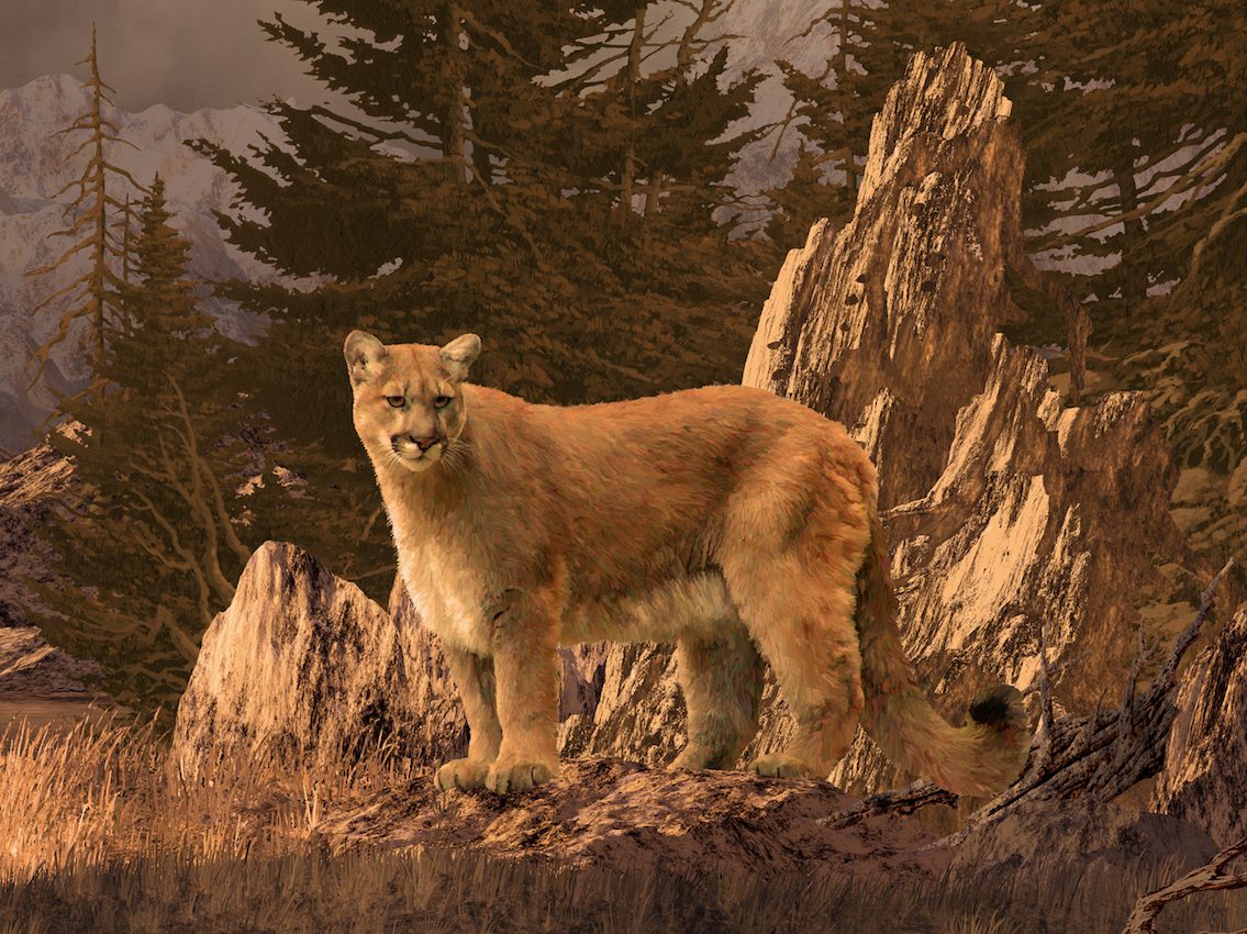 Cougars pose an even bigger threat than wolves to Yellowstone elk