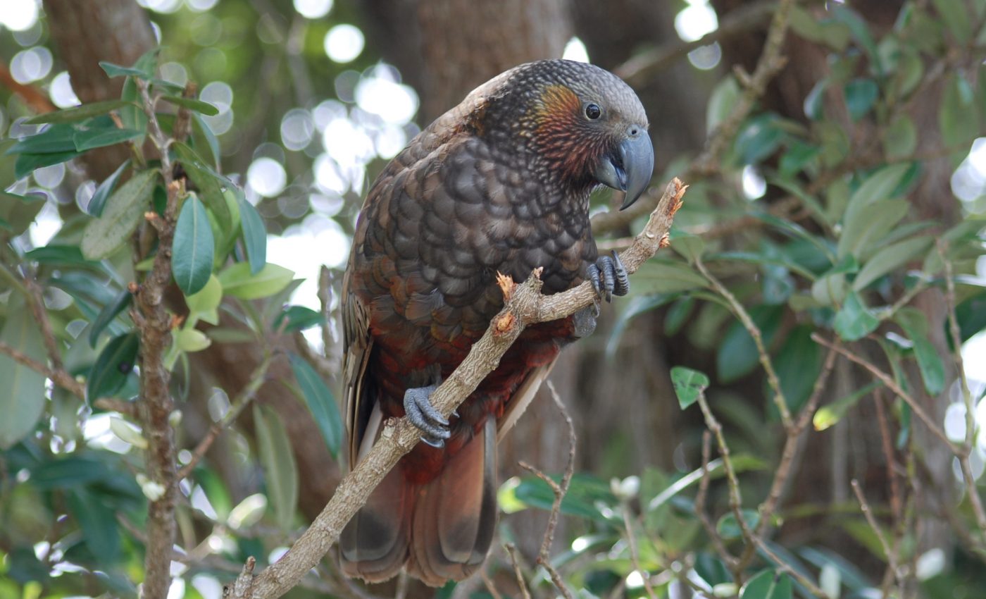 Birds driven to extinction in New Zealand will take 50 million years to recover