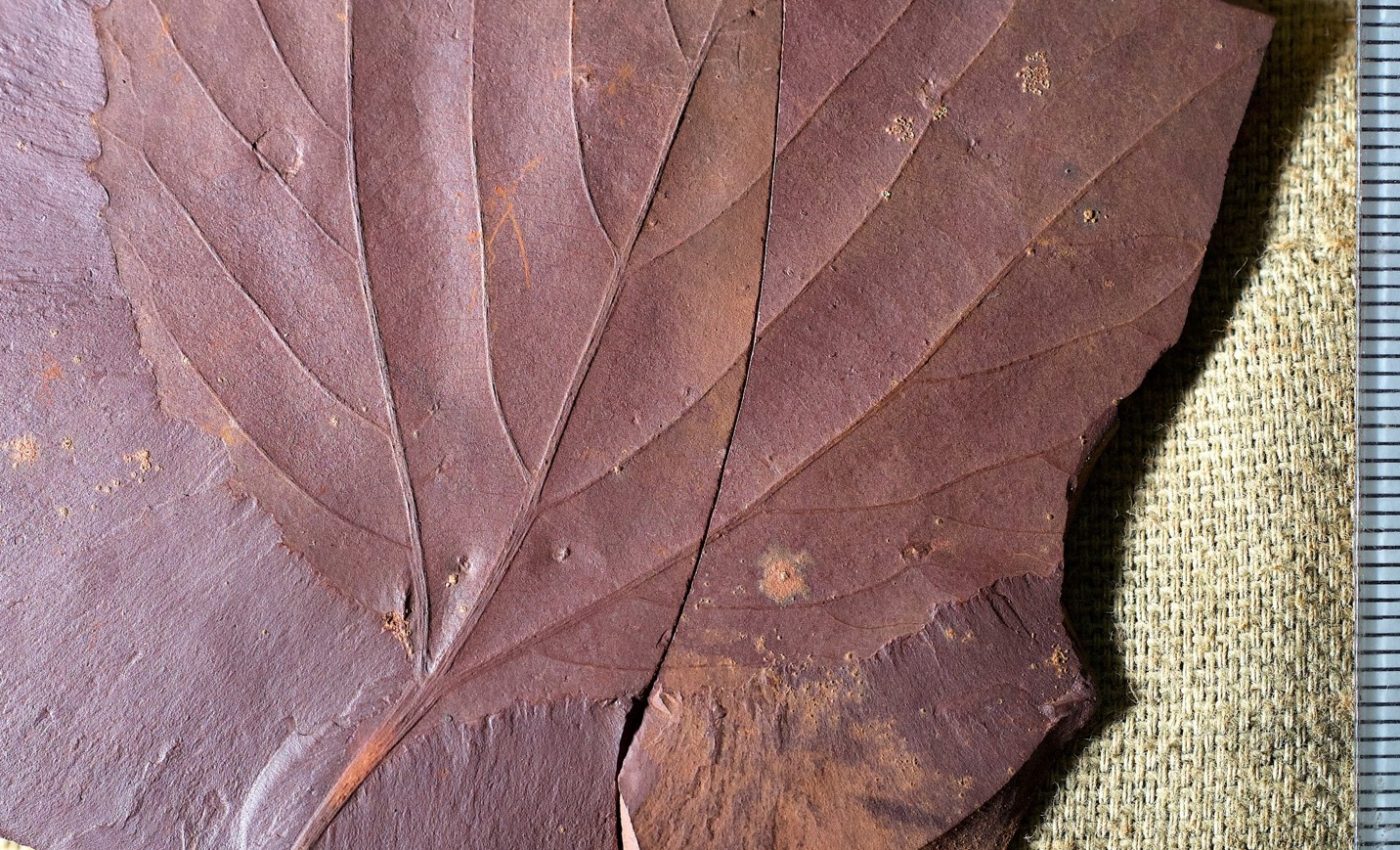 Plant fossils reveal temperatures in North America