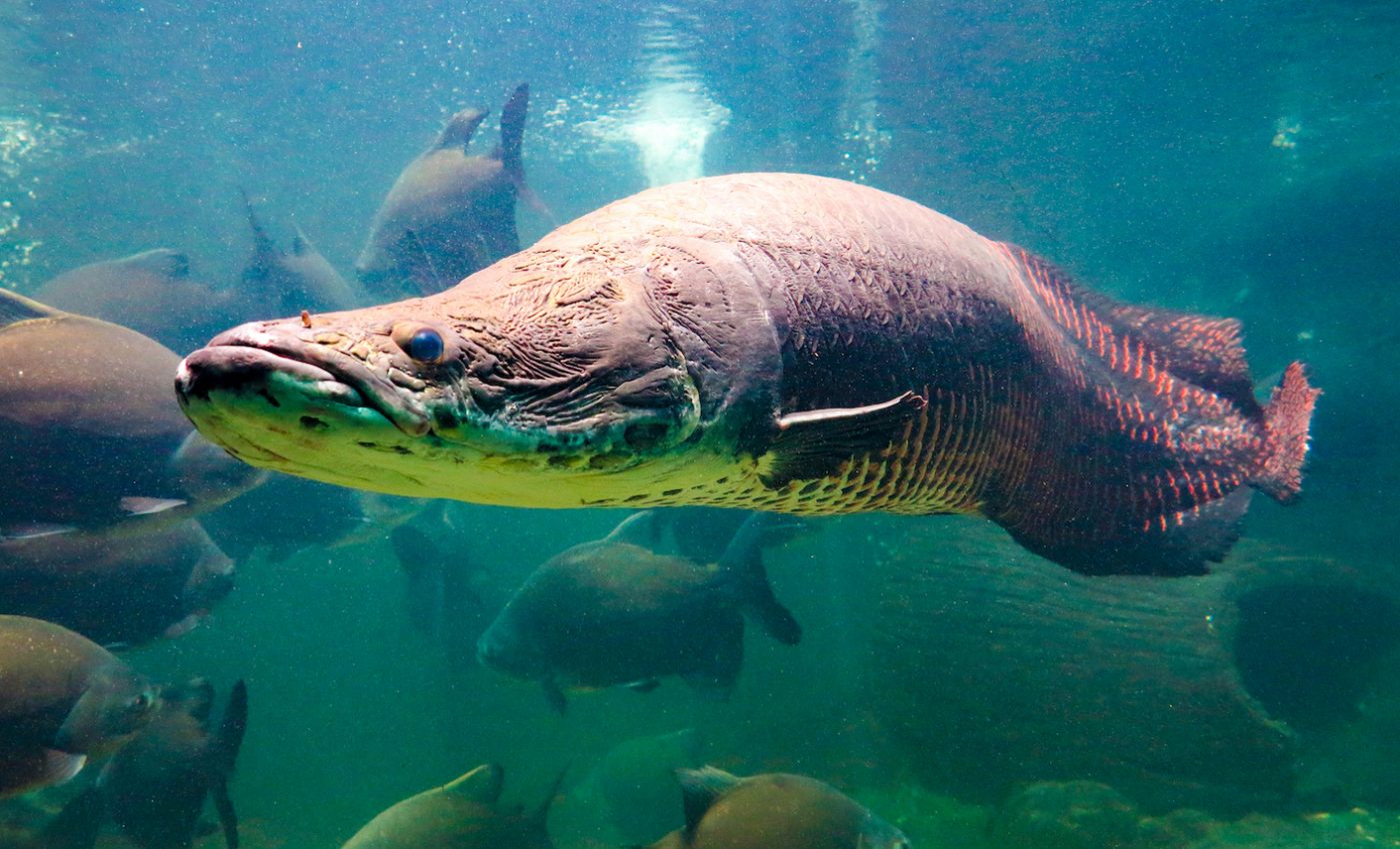 Protections for the pangolin may threaten an already endangered fish