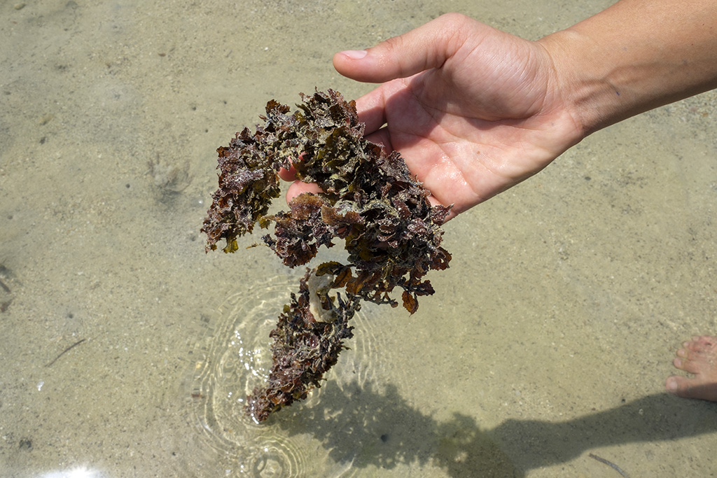 Seaweed plays a bigger role in storing carbon than previously realized