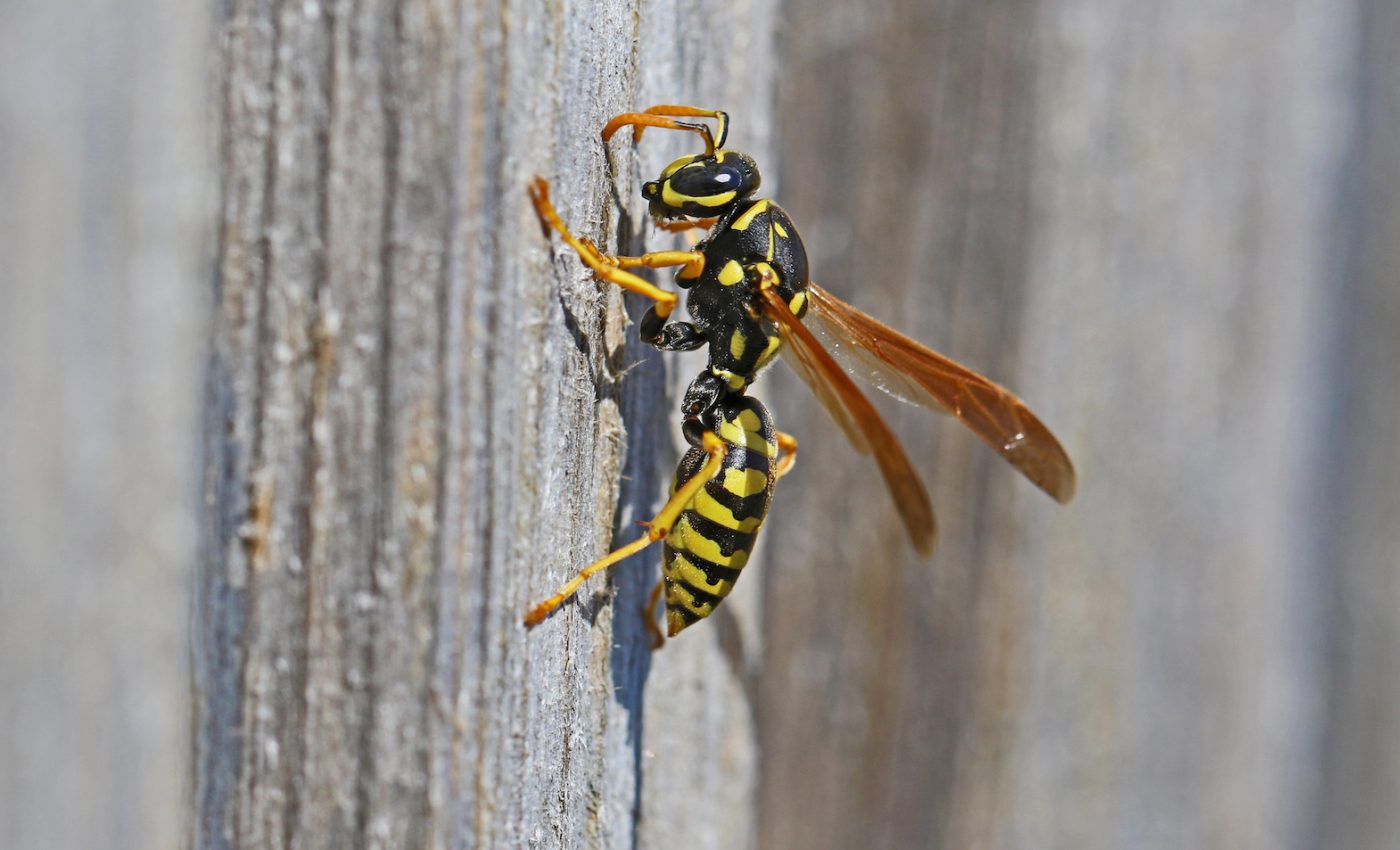 Climate change may be causing insects to get smaller
