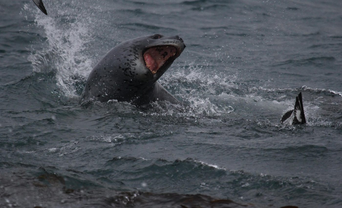 Leopard seals filmed sharing food for the first time