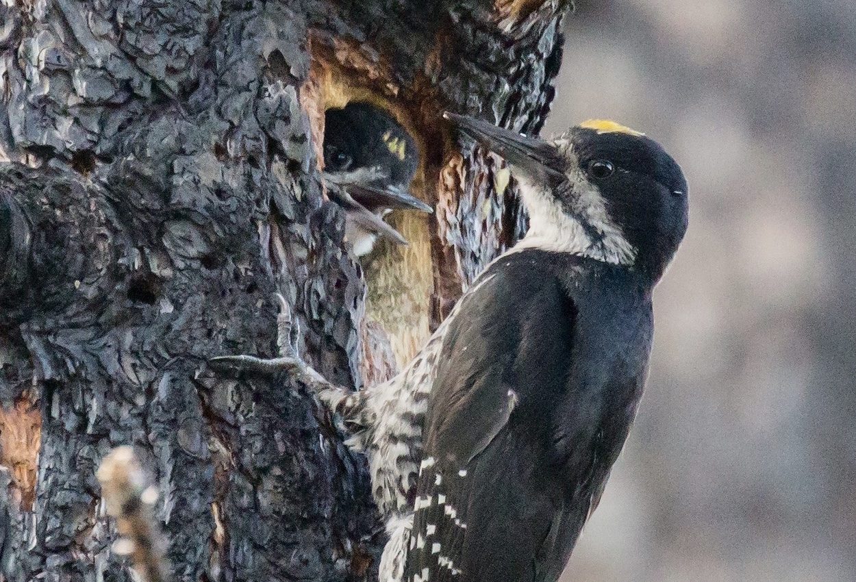 Forest fires are becoming too intense for birds