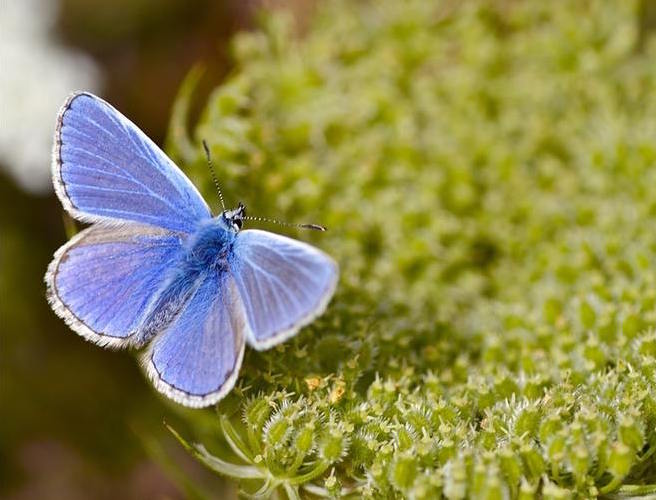 Common blue butterfly populations are making a big comeback across the UK
