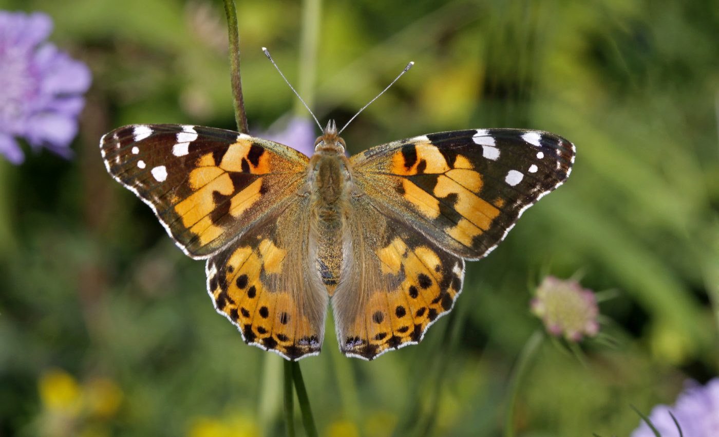 Extremely rare butterflies spotted in UK for the first time in a decade