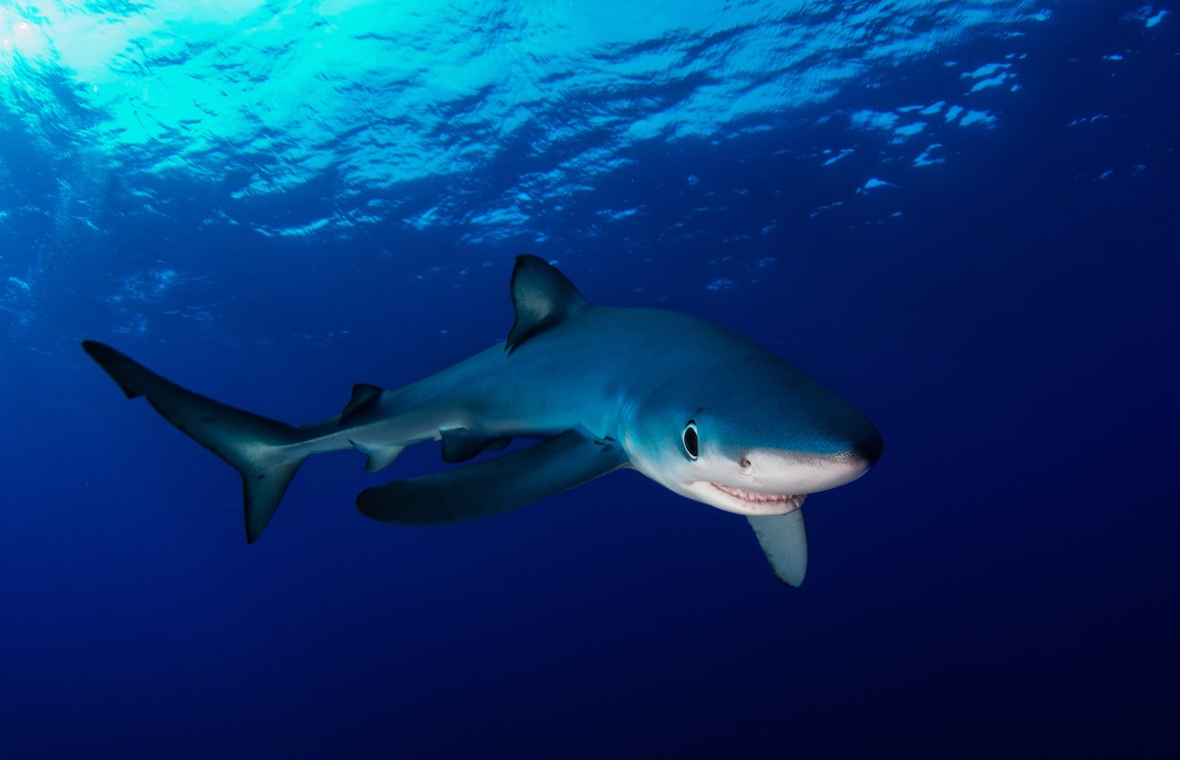 Sharks are smaller and less abundant near large human populations