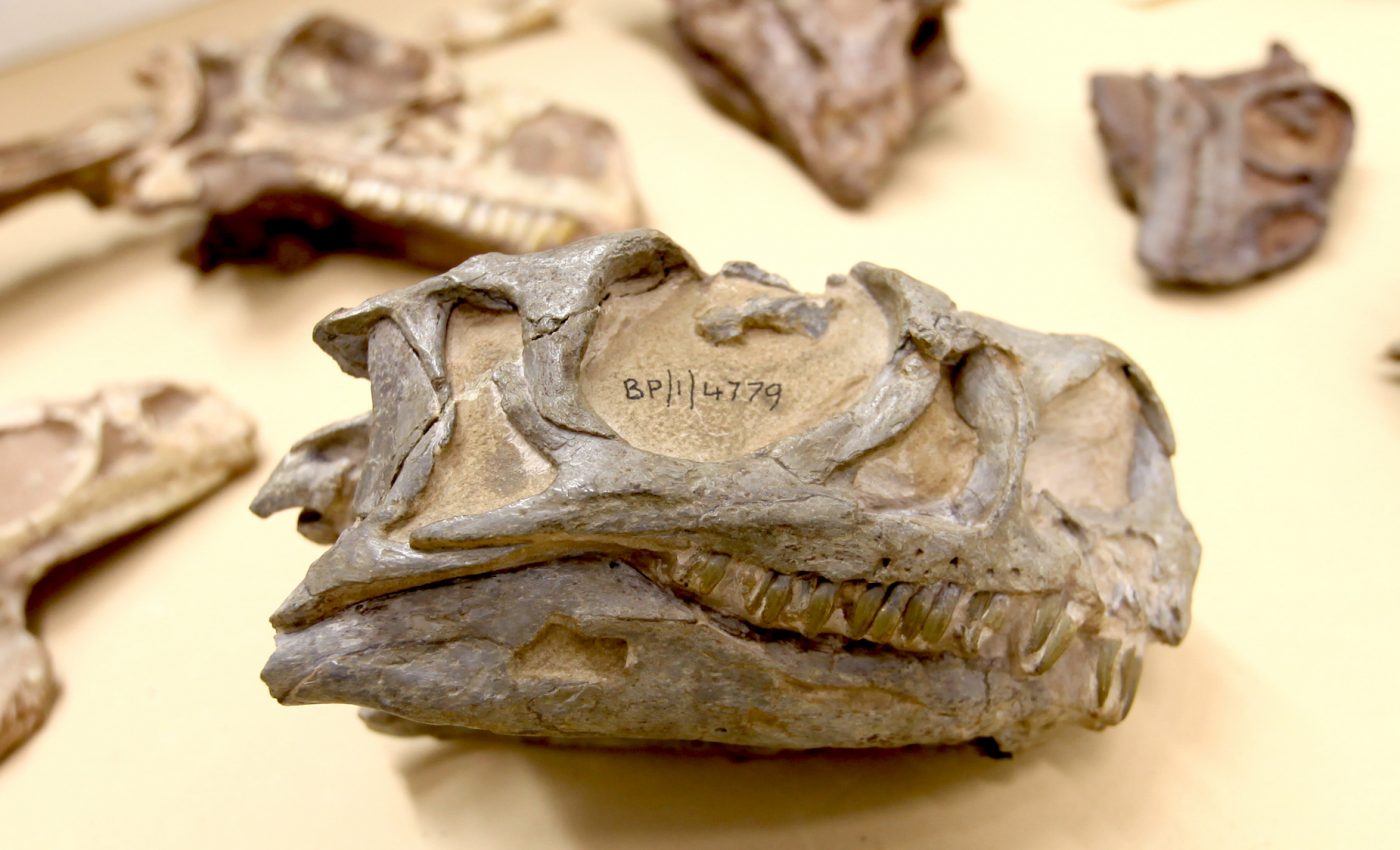 New species of dinosaur was ‘hiding in plain sight’ in South Africa