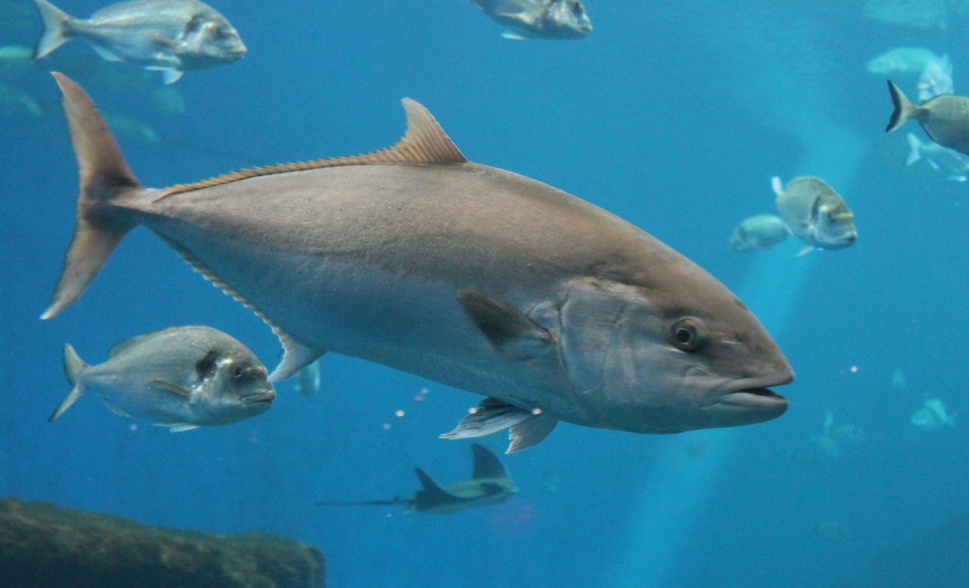 Warming temperatures are causing an increase in toxic methylmercury