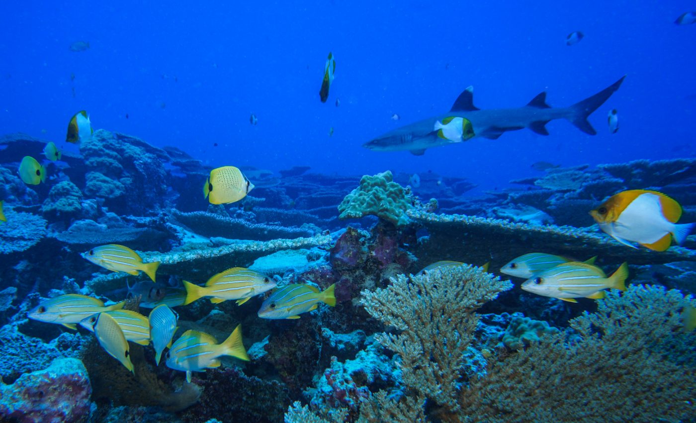 Underwater mountain range near Hawaii is bouncing back after overfishing