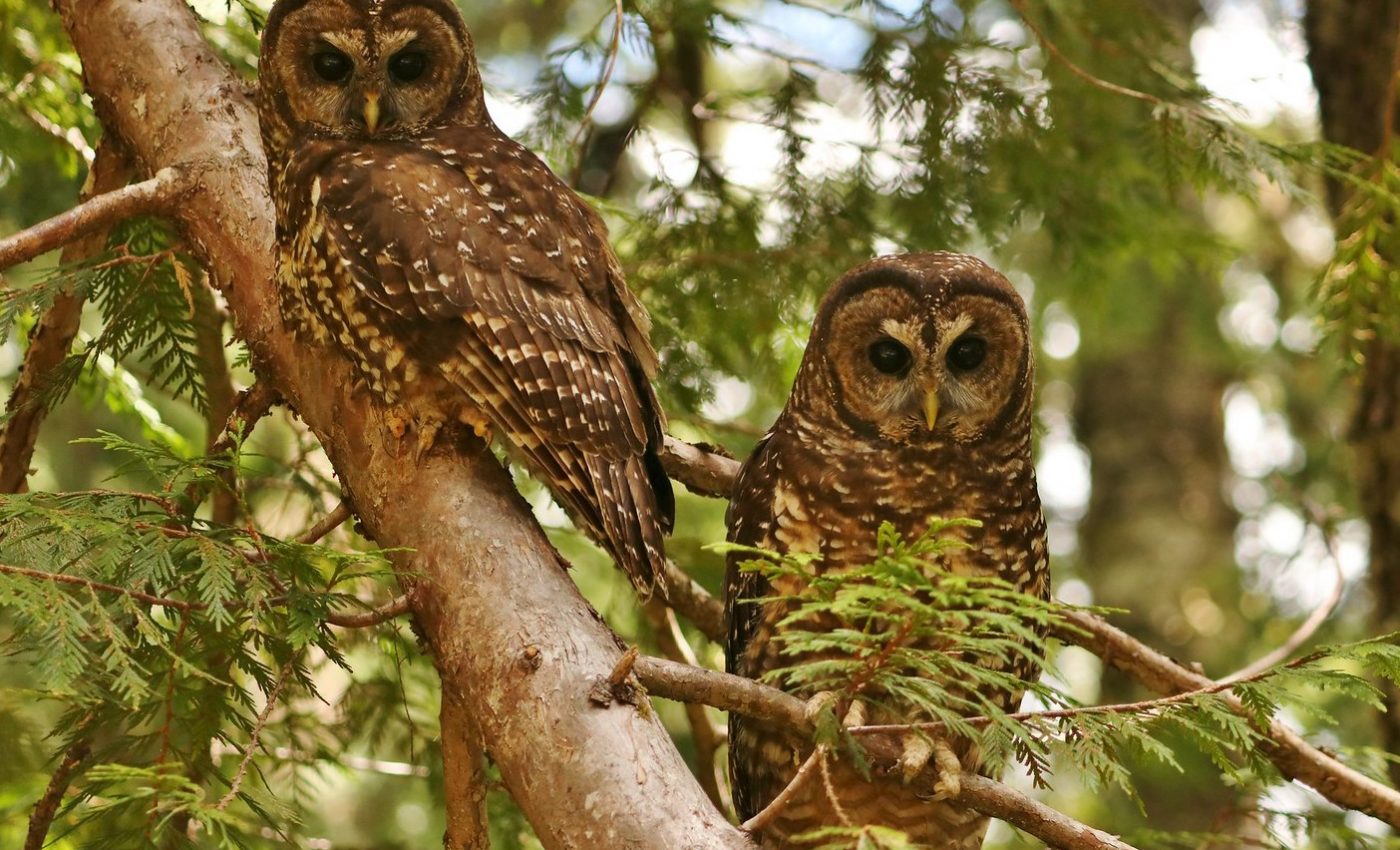 Endangered owls continue to decline drastically in national park