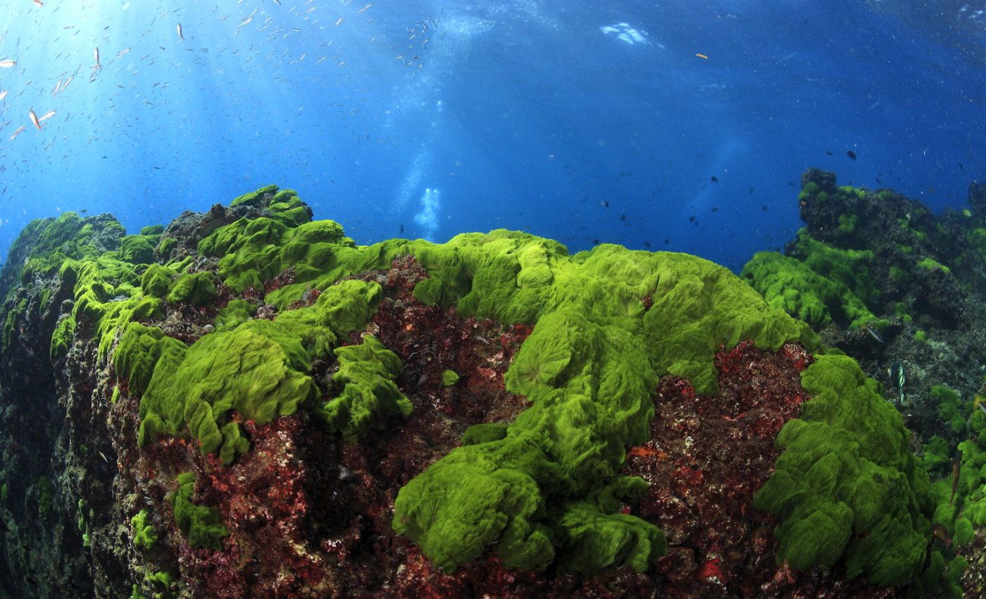 Marine microbe that captures sunlight could soon help regulate climate