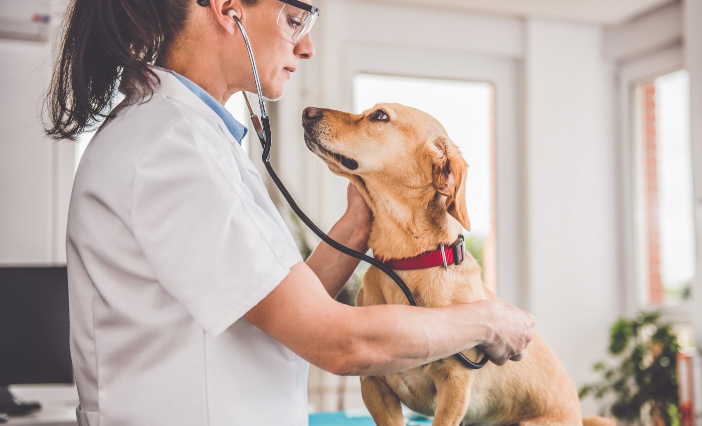 Working with animals may not always be beneficial to mental health