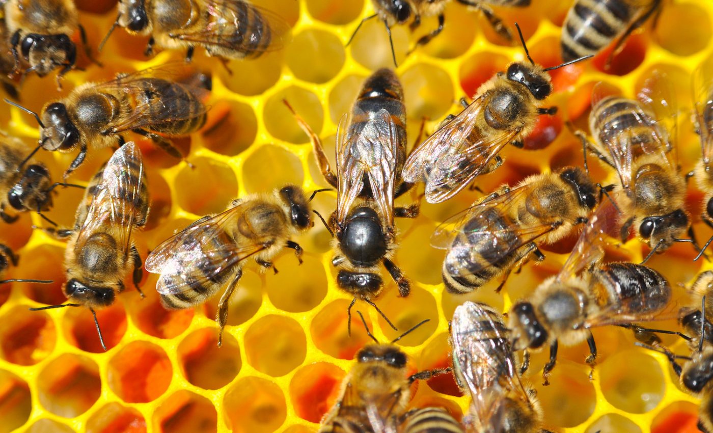 Massive bee colony deaths linked to widely-used pesticides and chemicals