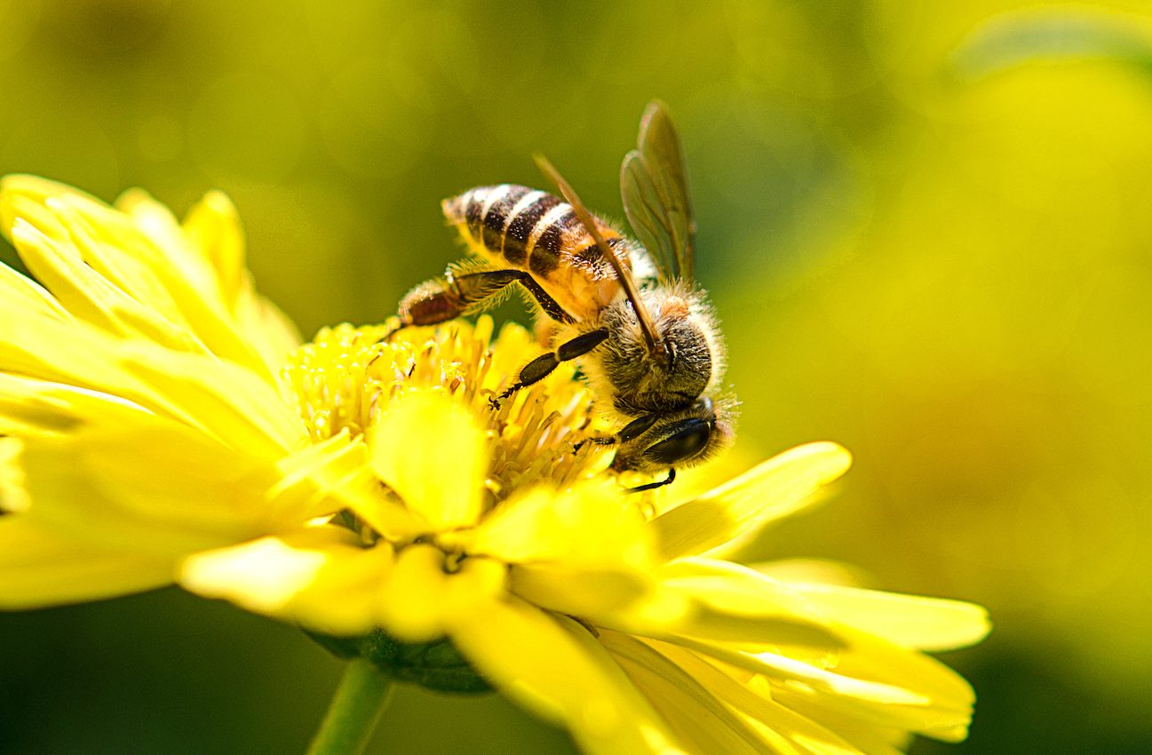 A world without bees would have major food shortages and possibly famine