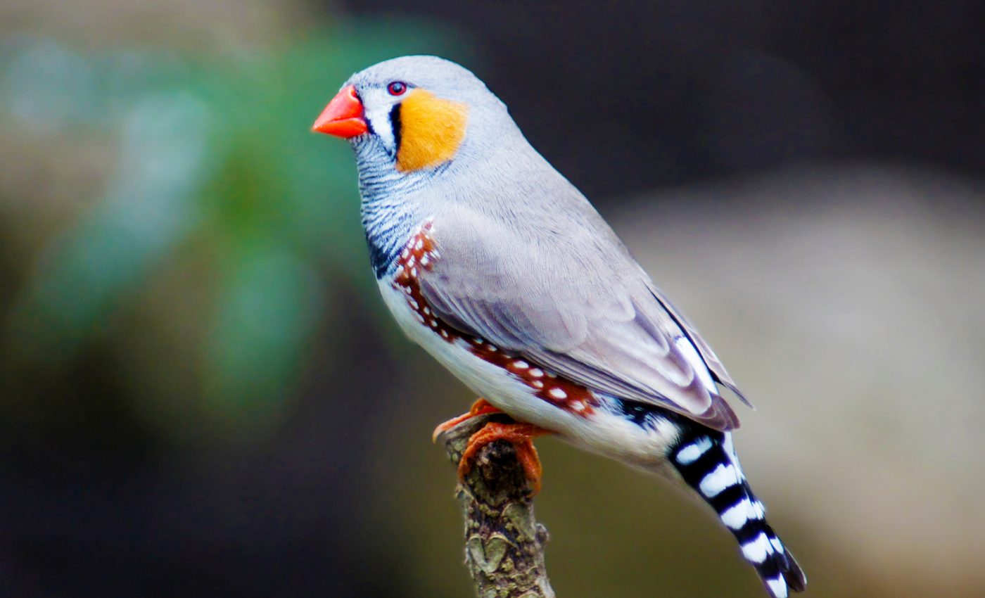 Young birds dedicate specialized brain cells to learning new songs