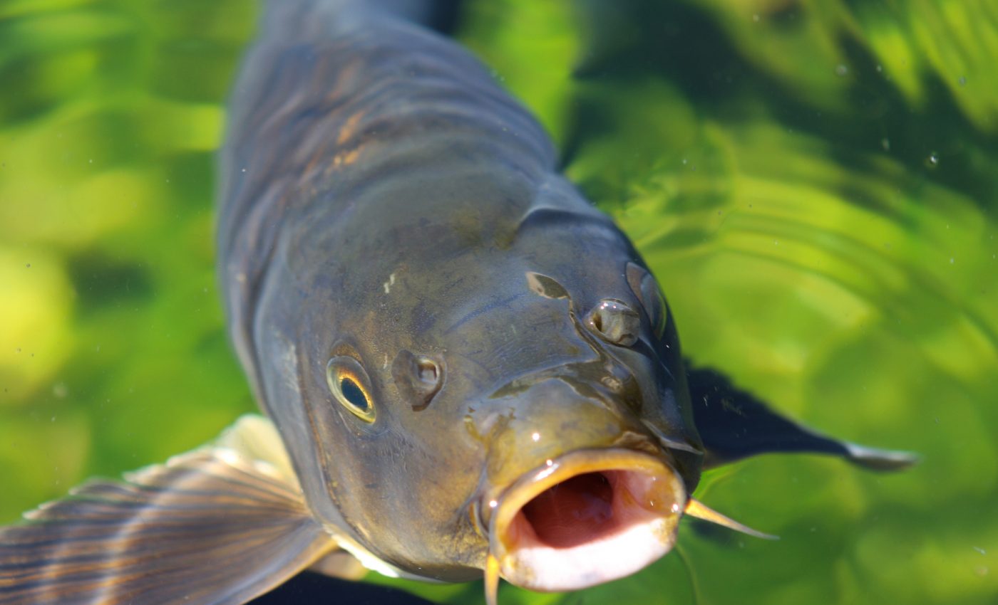 Invasive Asian carp populations could expand across Lake Michigan