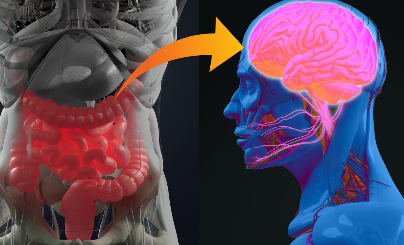 Gut-brain connection sheds light on how overeating causes obesity