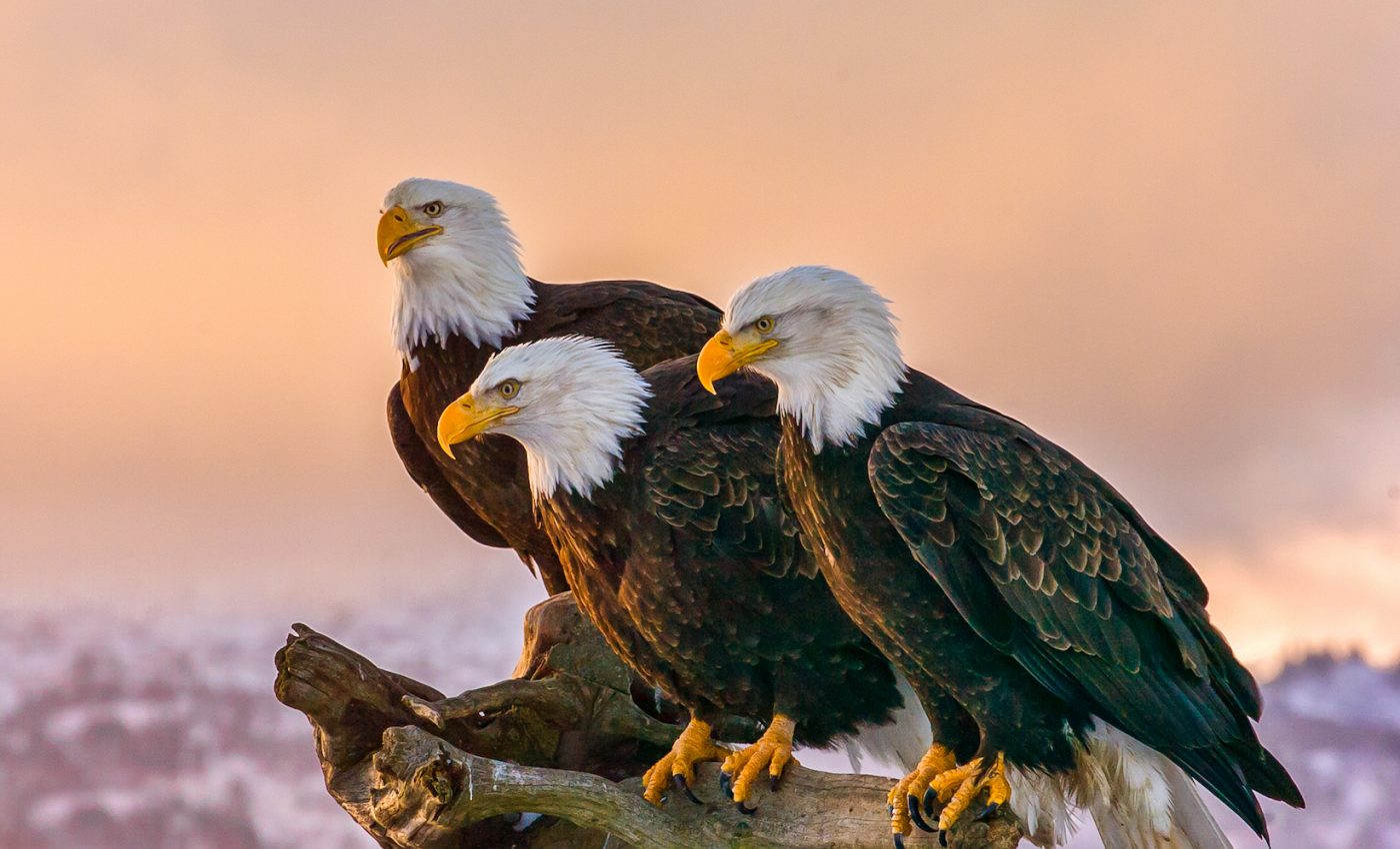 Trump admin faces blowback for weakening the Endangered Species Act