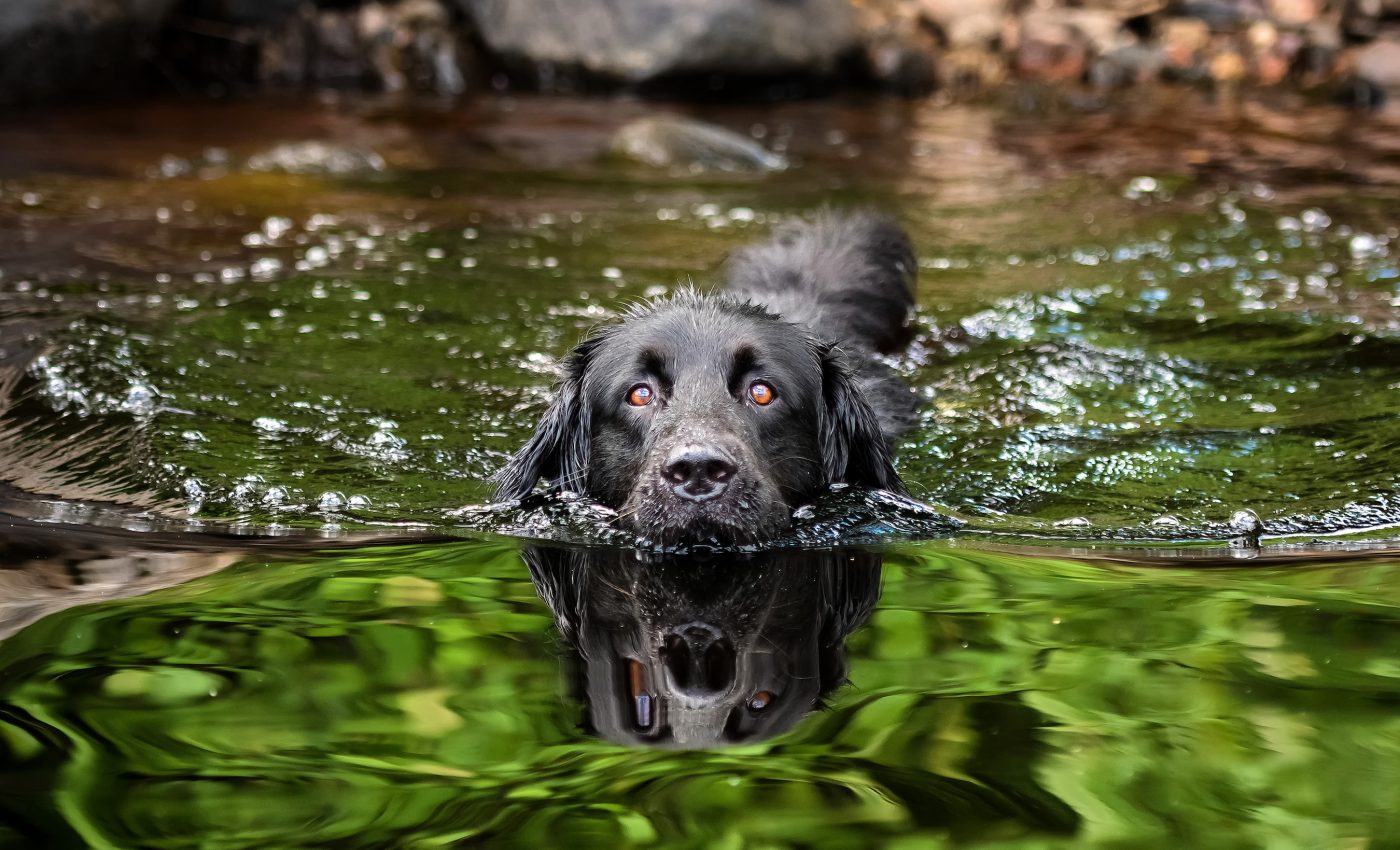 Why toxic algae blooms can be fatal for dogs