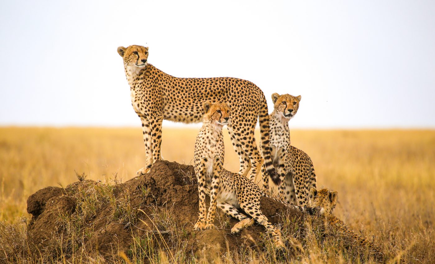 Cheetahs experience re-emergence of demand in pet trade as a status symbol