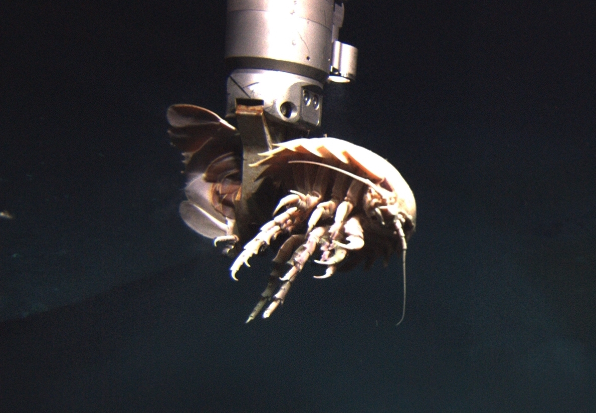 Fathoms and fathoms below: The weird life of the deep sea isopod