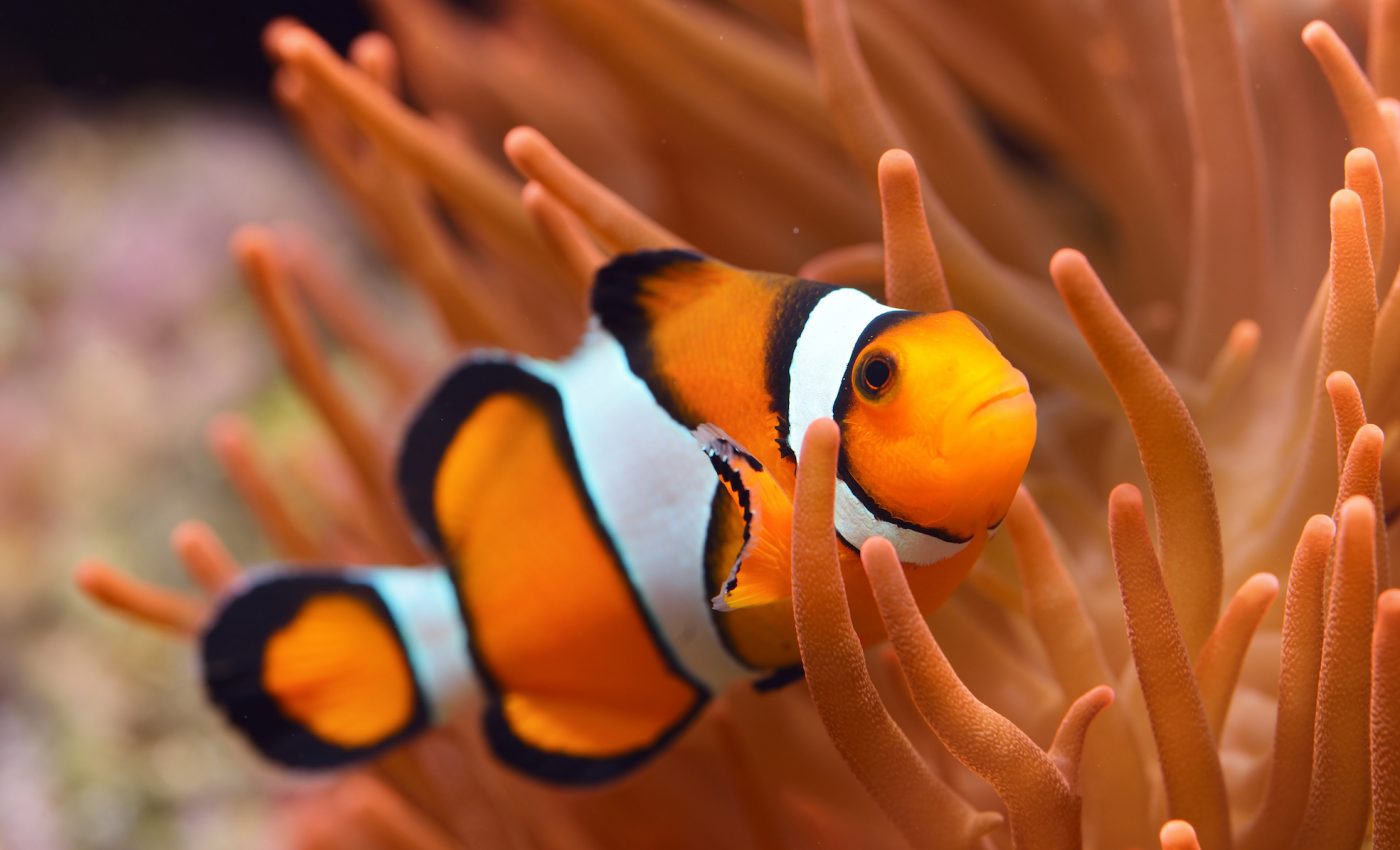 New study finds the ‘Nemo effect’ to be inaccurate