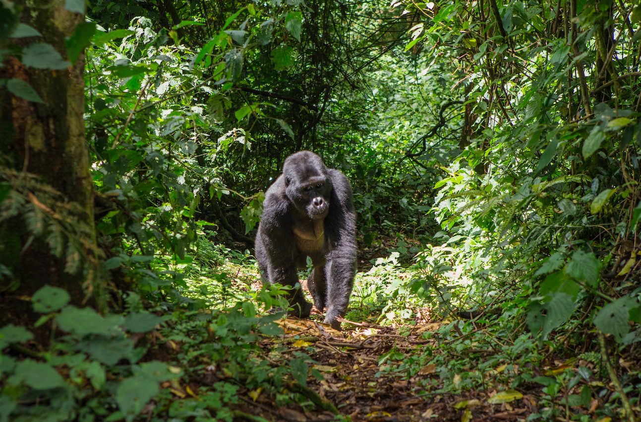 Forest animal populations have dropped by half in the last 50 years