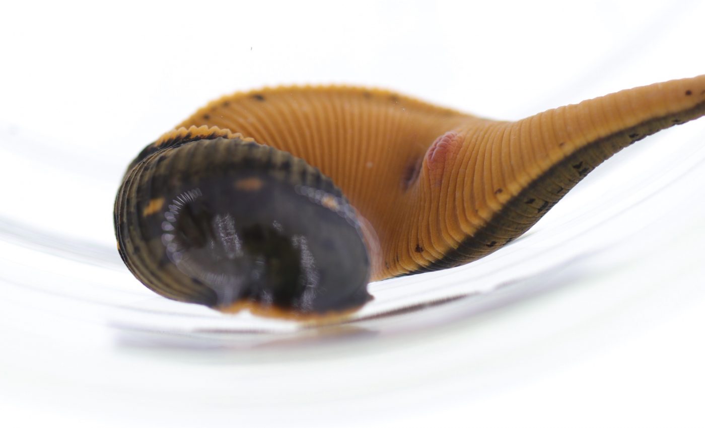 First medicinal leech discovered in North America in over 40 years