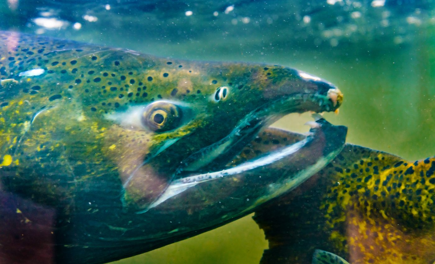 Increasing the abundance of a threatened salmon could have economic benefits