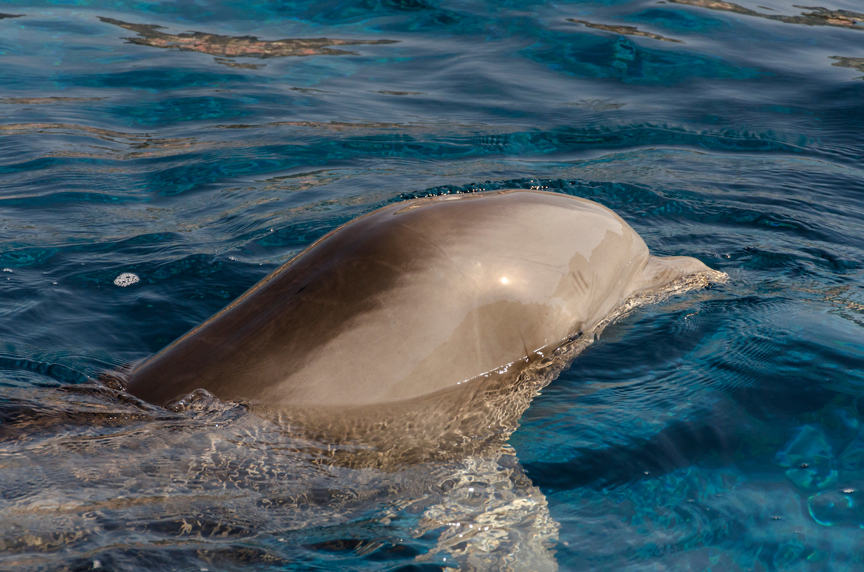 Measles-like virus is killing off dolphins off Italian coastline