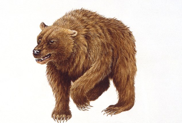 Humans were likely responsible for the extinction of the European cave bear