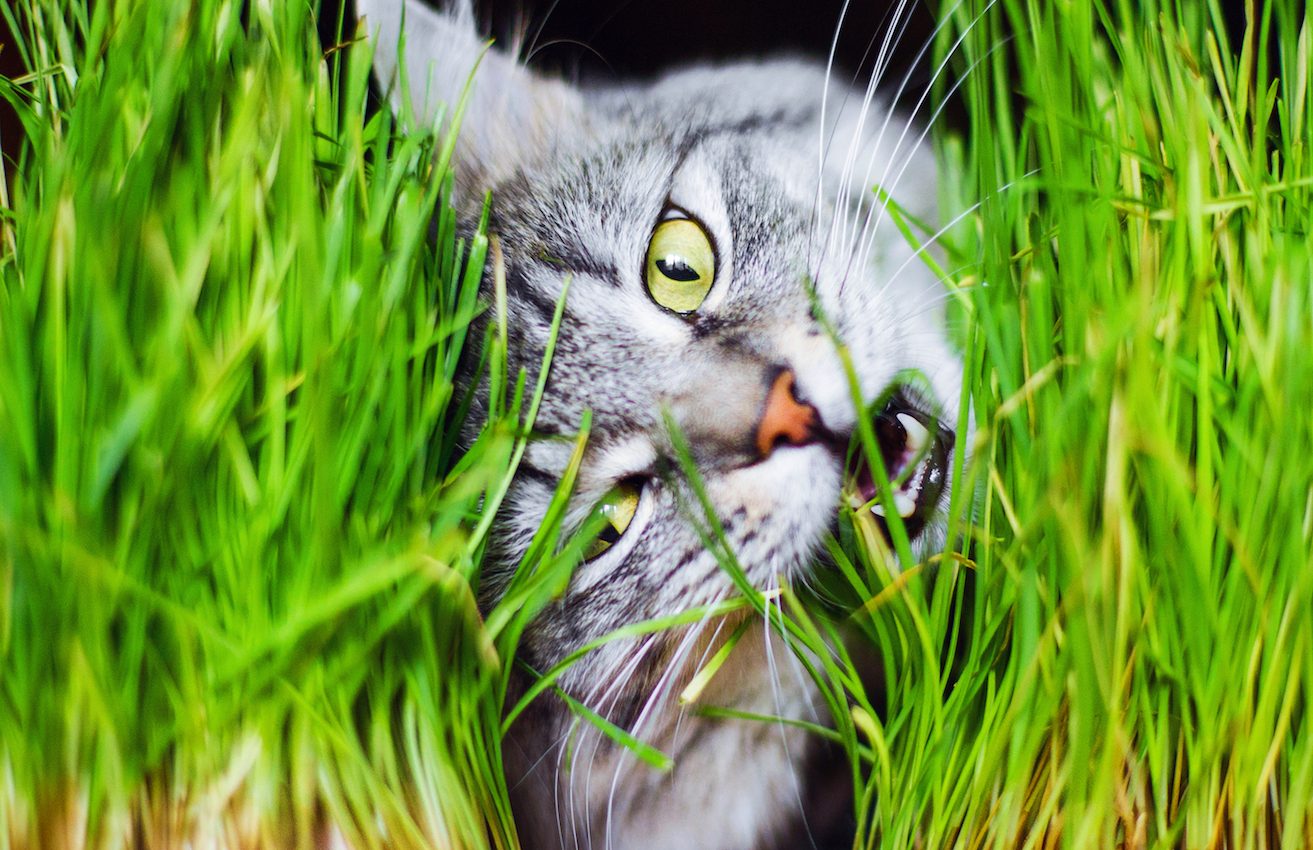 Why do cats eat grass if it makes them sick?