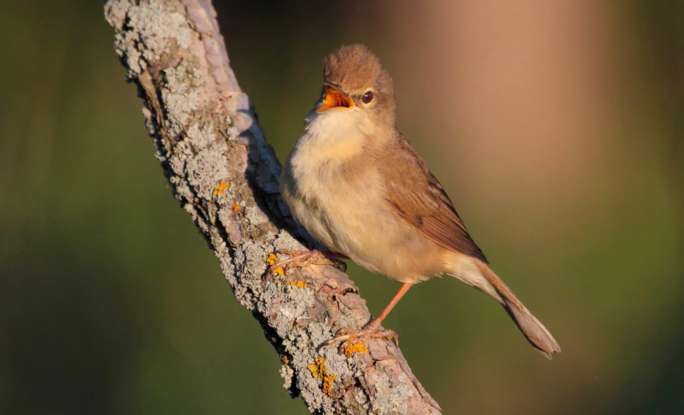 During long migrations birds will risk their safety for a nap when needed