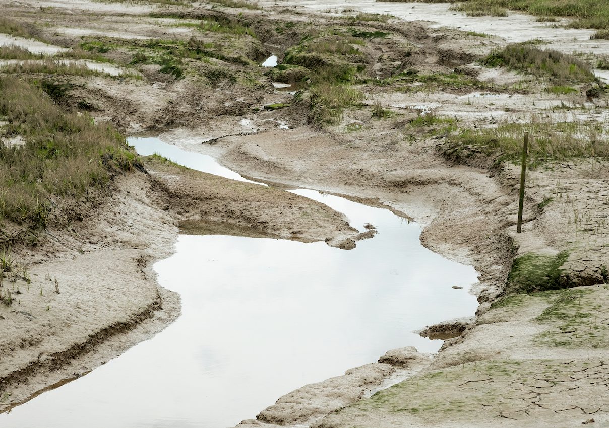 Microorganisms in coastal mud can cool the warming climate