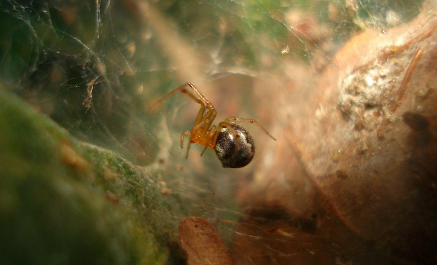 Hurricanes lead to more aggressive spiders, study shows