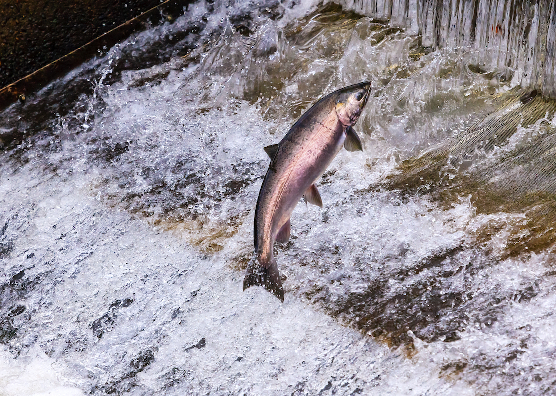 Washington dam removal is controversial but may be the best chance for salmon