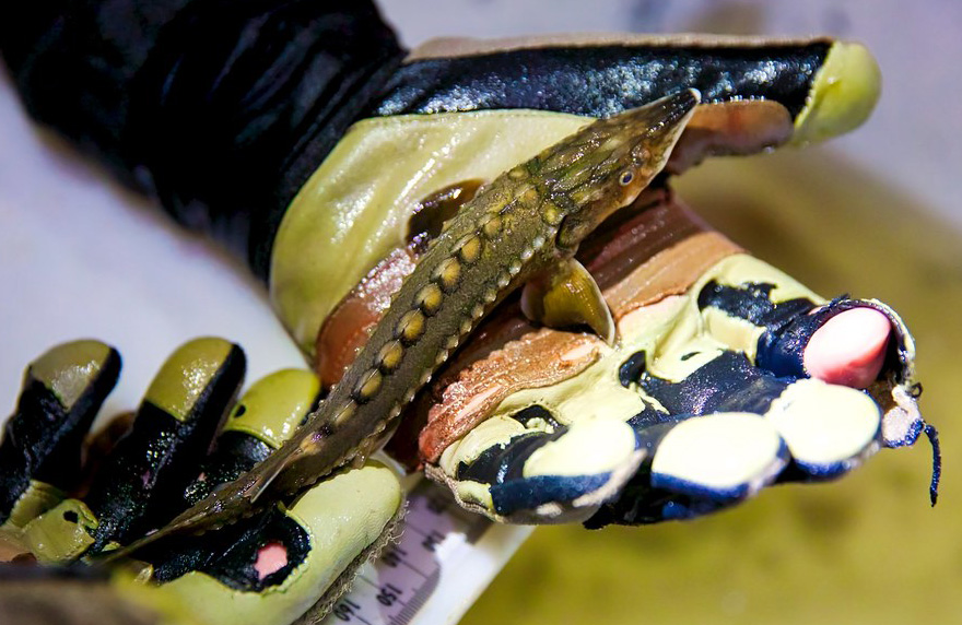 New strategy will support two fish species with different needs