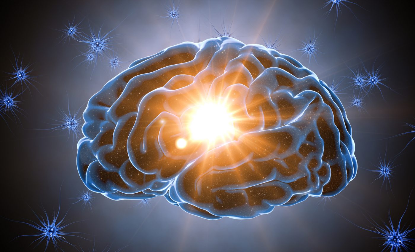 Changes in the young brains of humans and primates