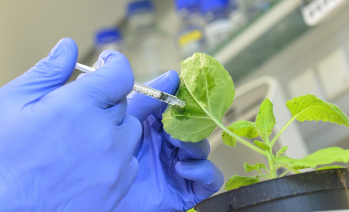A new method for protecting plants from viral infections